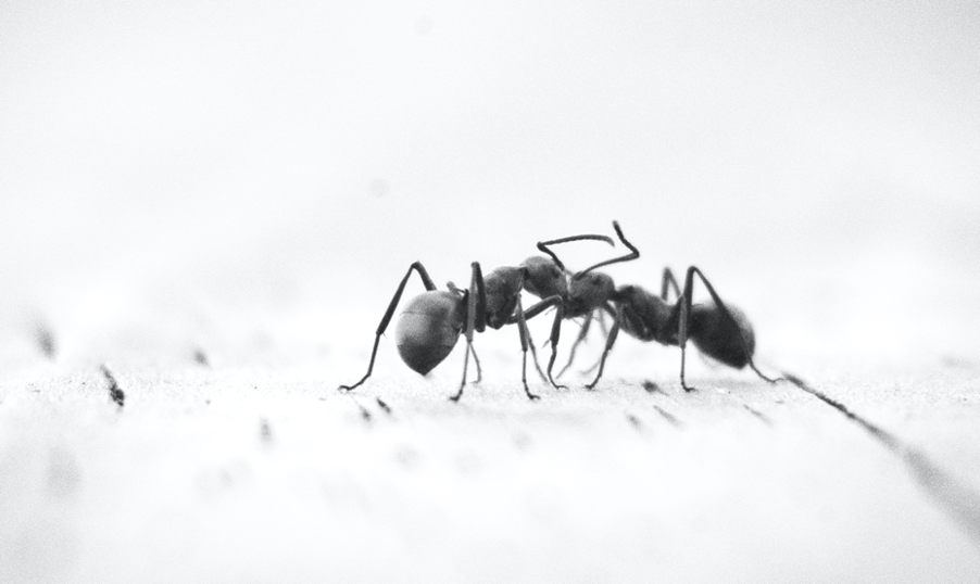 Is your Billboard full of Ants?